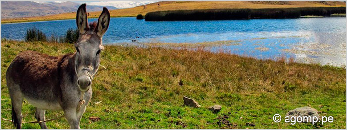 Trekking Cordillera Huayhuas + Diablo Mudo